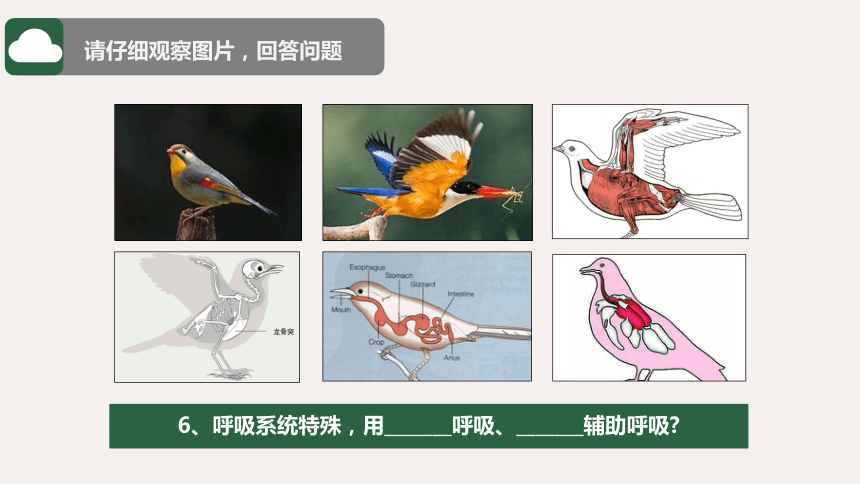 7.1.4人教版鸟的生殖和发育课件（含24张ppt）