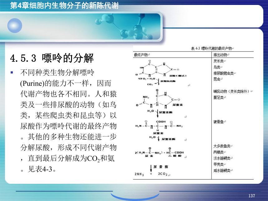 4.细胞内生物分子的新陈代谢_5 课件(共62张PPT）- 《环境生物化学》同步教学（机工版·2020）