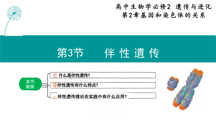 2.3 伴性遗传(2课时）(课件共30张PPT)