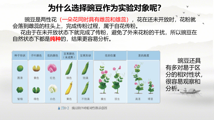 7.2.3基因的显性和隐性 课件(共39张PPT)人教版八年级下册