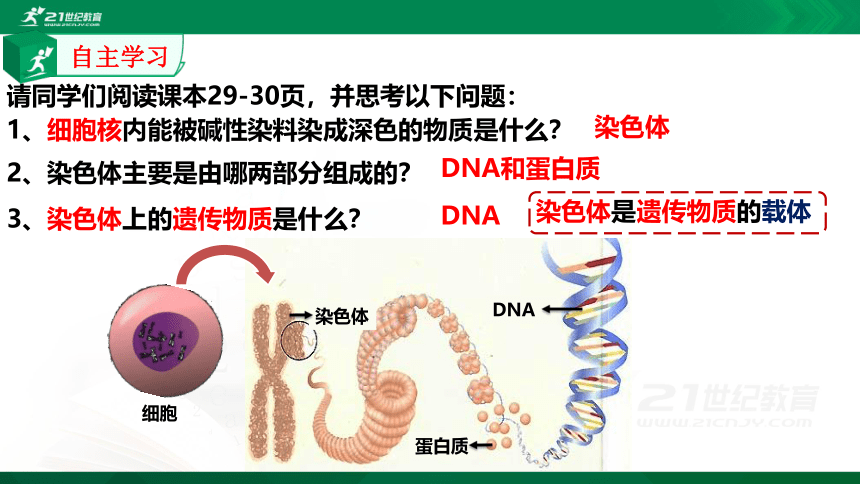 7.2.2 基因在亲子代间的传递课件（共26张PPT）