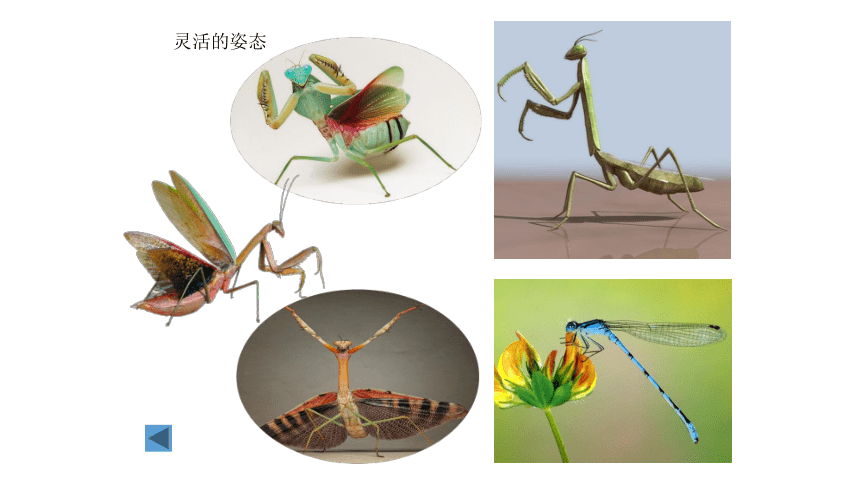 19 奇妙的昆虫 课件（47张）
