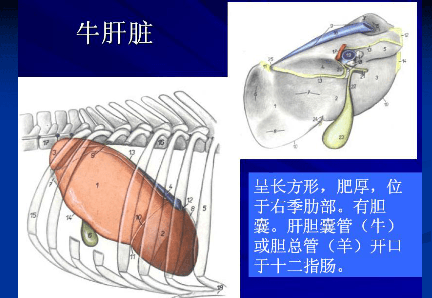 3.2 消化腺的识别 课件(共61张PPT)《畜禽解剖生理（第四版）》同步教学（高教版）