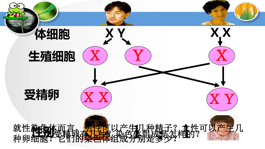 第三节 人类的遗传 课件（30张PPT）