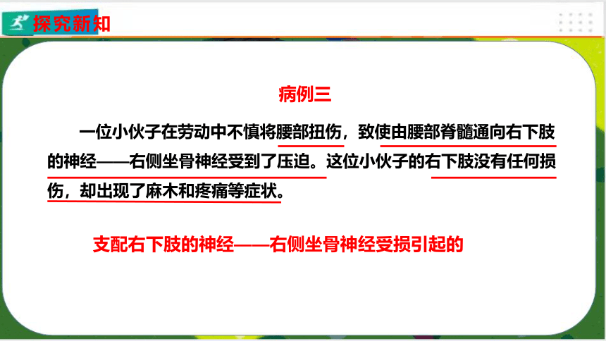 4.6.2神经系统的组成课件(共23张PPT)