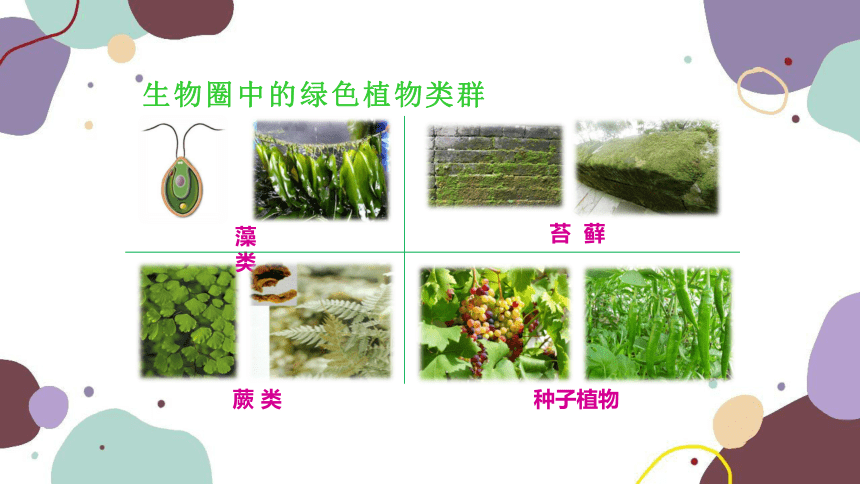 人教版生物七年级上册 3.1.1藻类、苔藓和蕨类植物课件（共39张PPT）