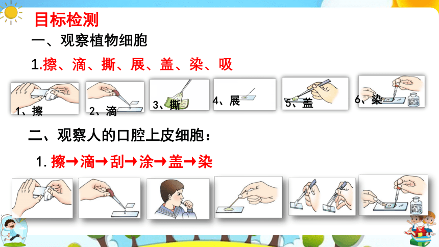 8.1 生物体的基本结构（第2课时）课件（共43张PPT）七年级下册生物（苏科版）