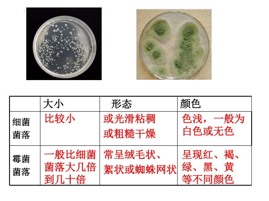 5.4.2细菌  课件(共14张PPT)2022-2023学年人教版生物八年级上册