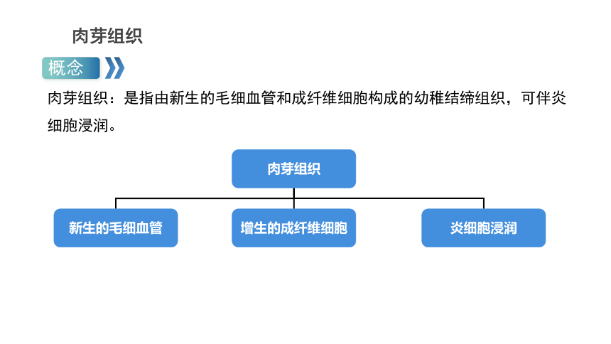 第一章 肉芽组织  课件(共13张PPT) -《病理学基础》同步教学（人卫版）