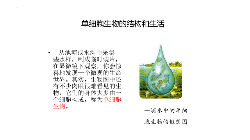 2.2.4 单细胞生物 课件 (共23张PPT)2022--2023学年人教版生物七年级上册