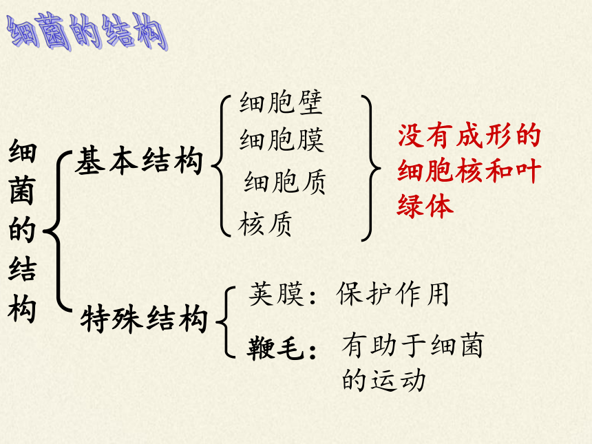 苏教版八年级生物上册 14.3 神奇的微生物 课件(共27张PPT)