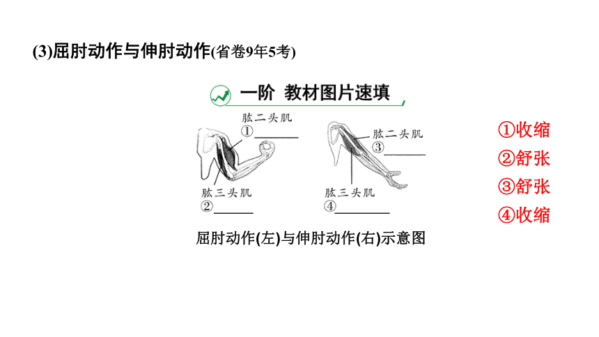 2024云南中考生物二轮中考考点研究  主题五 动物的运动和行为课件(共16张PPT)