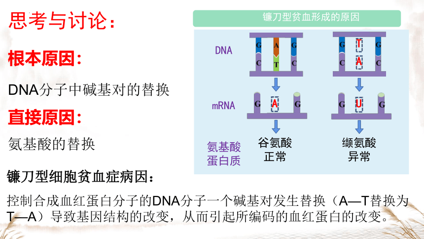 5.1基因突变和基因重组(共19张PPT)-人教版必修二