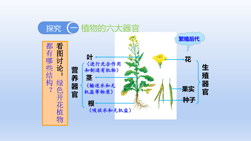 人教版生物七年级上册 2.2.3植物体的结构层次课件(共22张PPT)