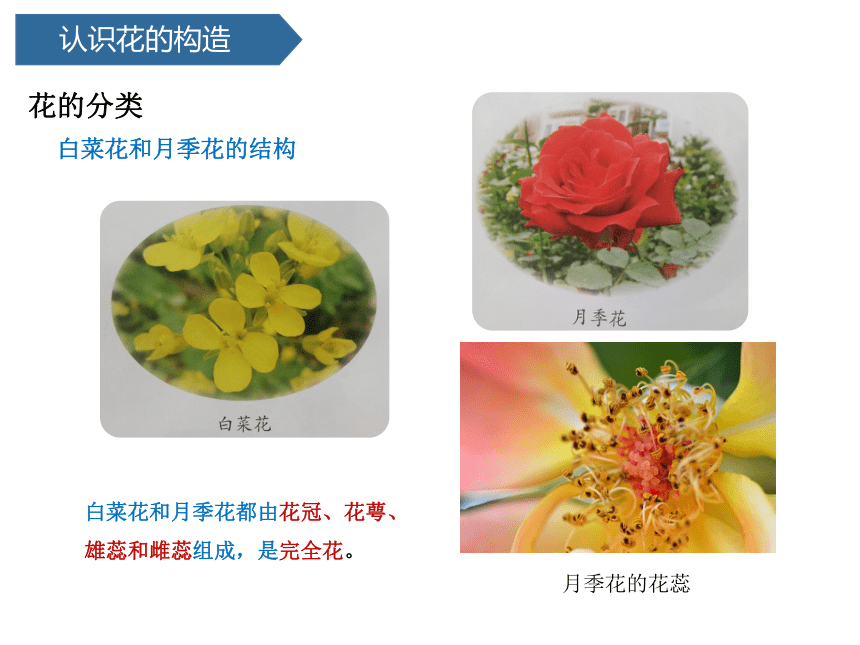 青岛版（六三制2017秋） 三年级下册4.11、植物的花（ 课件18ppt）