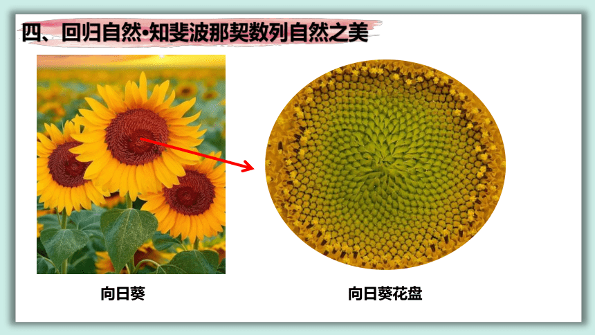 斐波那契数列与黄金分割  课件（共18张PPT）