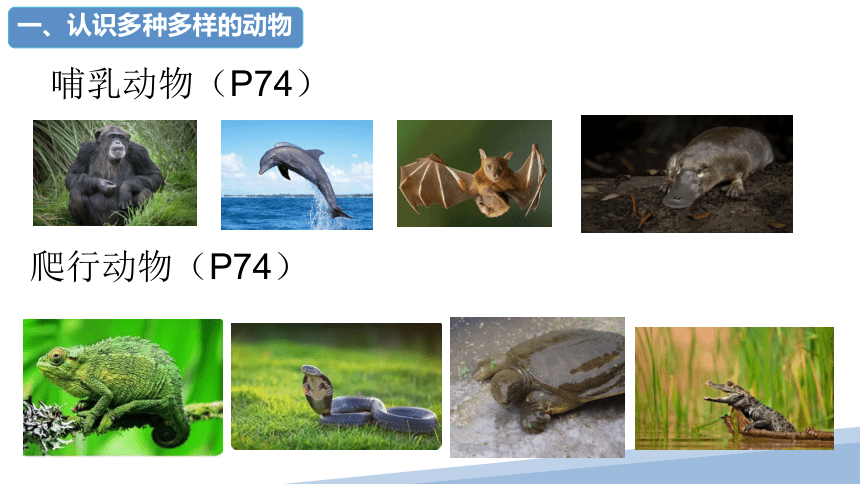 11.2 地面上的动物 七年级生物下册课件(共18张PPT)