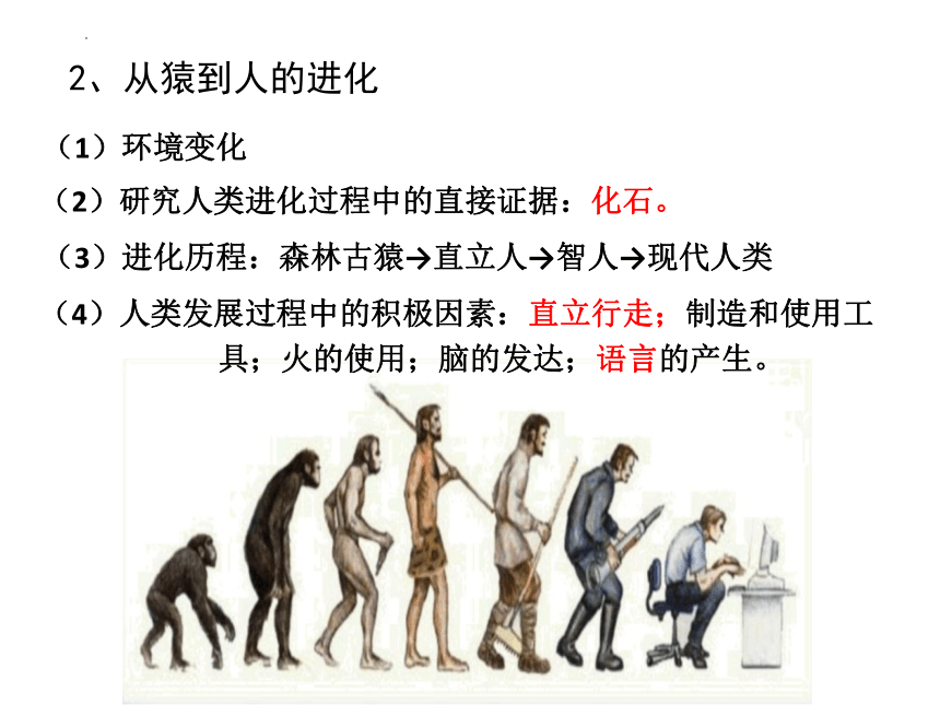 第一、二章复习课件 (共41张PPT)人教版生物七年级下册