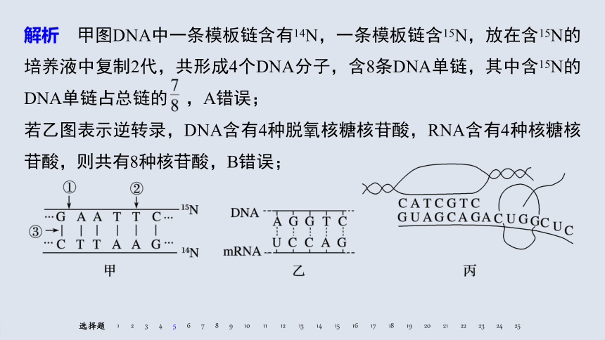 第1章 遗传信息的分子基础 习题课件（共65张PPT）