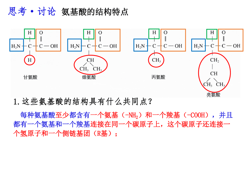 2.4蛋白质是生命活动的主要承担者课件(共36张PPT)-人教版必修1