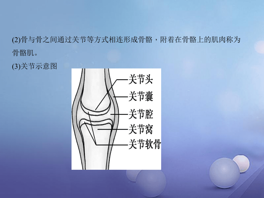 人教版 八上 第五单元 第二章  动物的运动和行为复习 课件（共48张PPT）