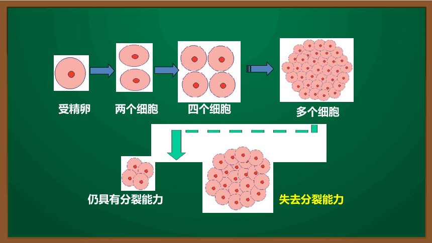 初中生物复习知识点精讲课件 7 细胞分裂形成组织