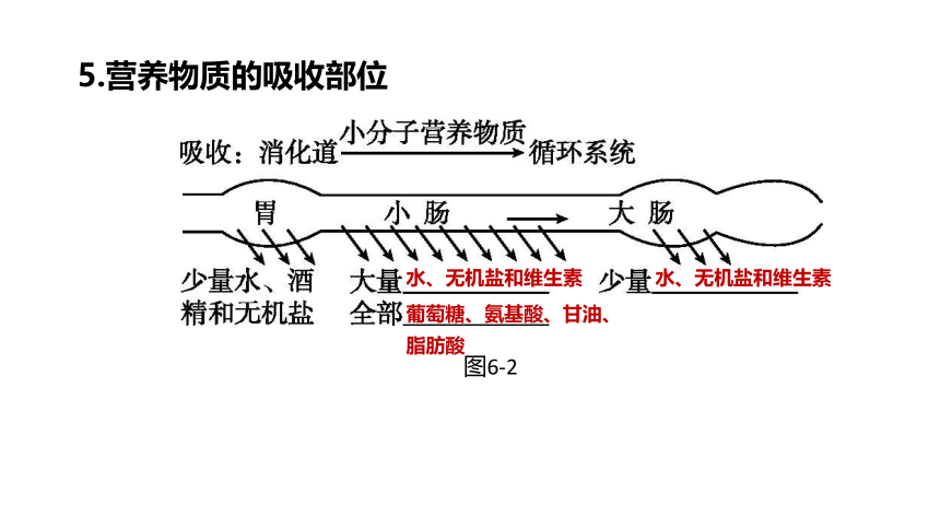 2022年浙江省中考科学一轮复习 第06课时　与人体代谢相关的系统-呼吸和消化（课件 43张PPT）