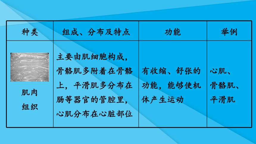 第二单元第二章 细胞怎样构成生物体（知识梳理 期中复习课件）(共38张PPT)