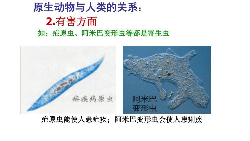 2021--2022学年北师大版生物八年级下册22.2原生生物的主要类群课件(共15张PPT)