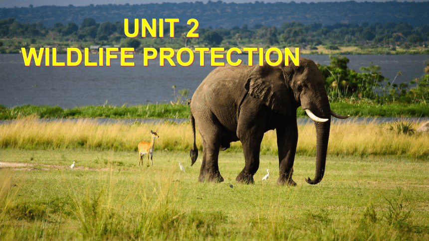 人教版（2019）必修 第二册Unit2 Wildlife ProtectionAssessing Your Progress课件（41张ppt)