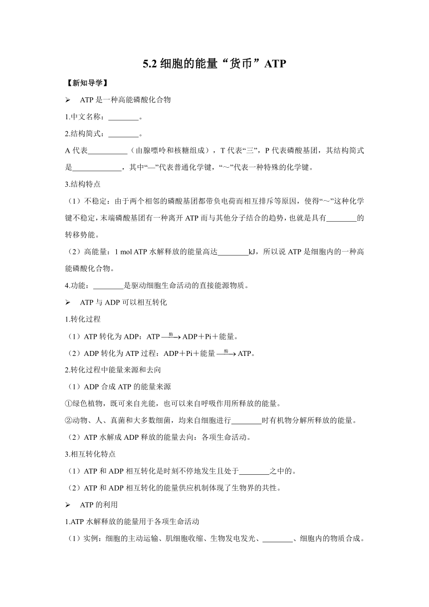 5.2细胞的能量“货币”ATP 导学案——2022-2023学年高一生物人教版（2019）必修一