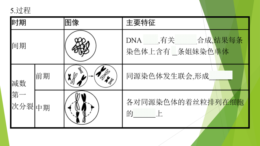 ３．２减数分裂与配子形成课件(共64张PPT)