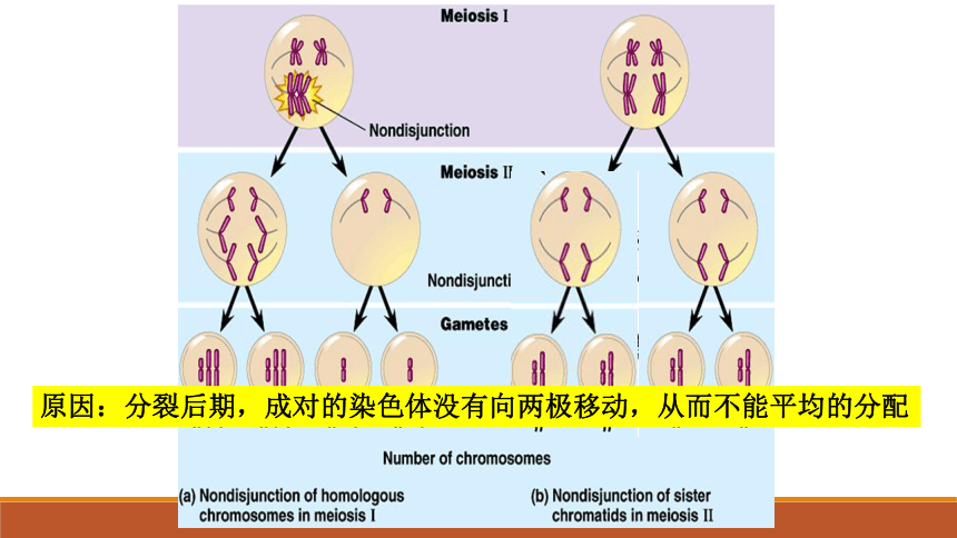 【新教材】人教版（2019）高中生物必修二5.3人类遗传病 课件（37张ppt）