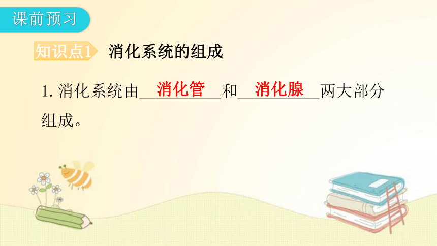 4.8.2 食物的消化和营养物质的吸收  第1课时复习 课件(共32张PPT) 北师大版七年级生物下册