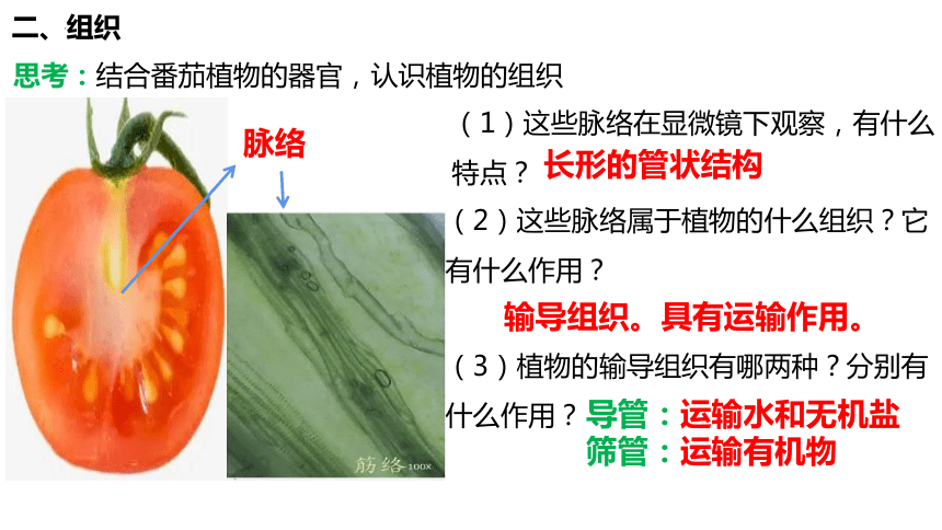 2.2.3 植物体的结构层次 初中生物学人教版 七年级上册 授课课件(共22张PPT)
