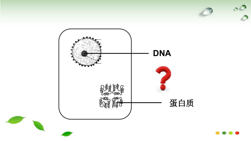 全国优质课比赛获奖课件(噬菌体侵染细菌的实验)