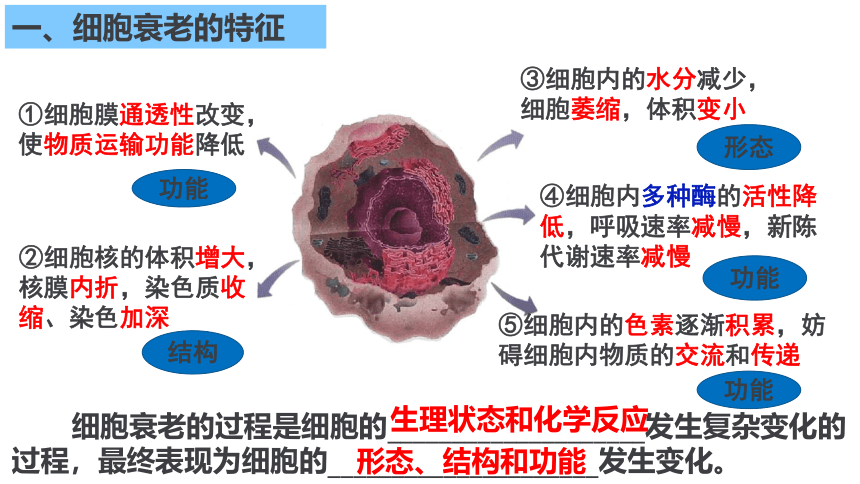 生物人教版（2019）必修1 6.3细胞的衰老和死亡  课件 （共41张ppt）