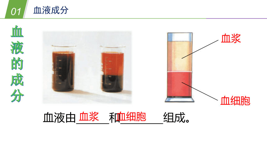 华师大版科学八年级上册 5.3人体内的物质运输（2 血液和血型）（课件 37张PPT）