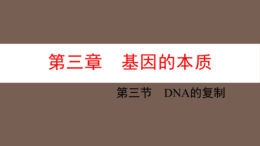 3.3 DNA的复制课件-2021-2022学年高一下学期生物人教版（2019）必修2(共15张PPT)