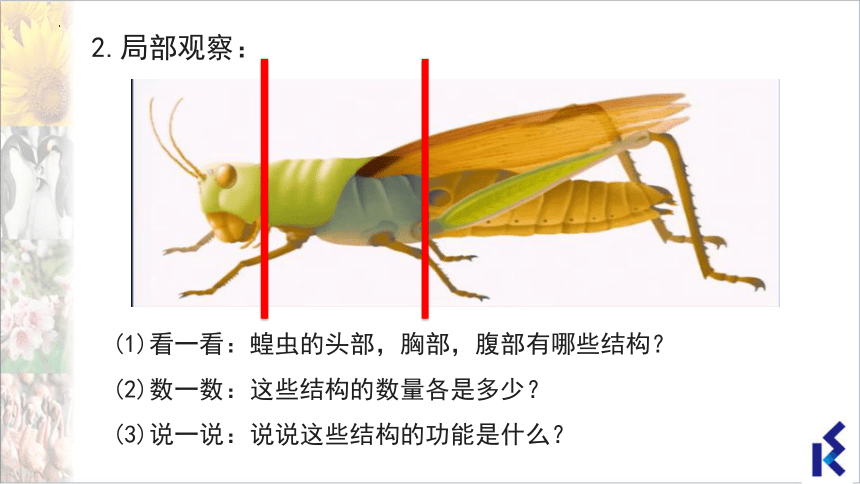 5.12.2 昆虫课件(共28张PPT＋内嵌视频1个)七年级生物下册（苏科版）