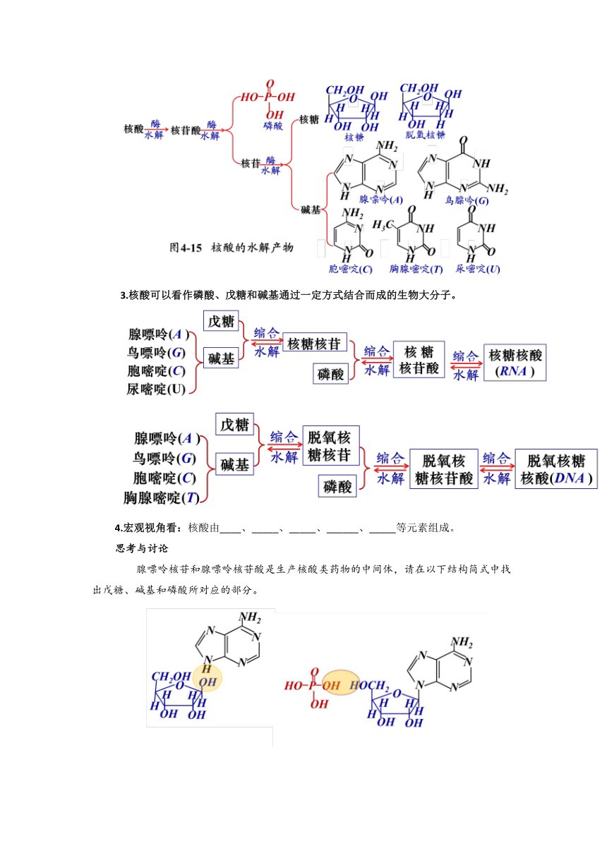 高二化学人教版（2019）选择性必修3   4.3  核酸  教案（共一课时）