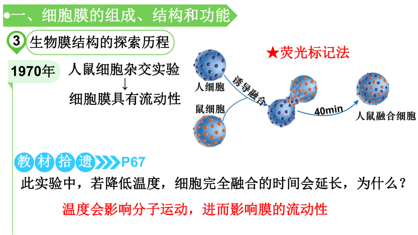 【备考2022一轮复习】&1.2.2细胞核和细胞膜课件（共41张PPT）