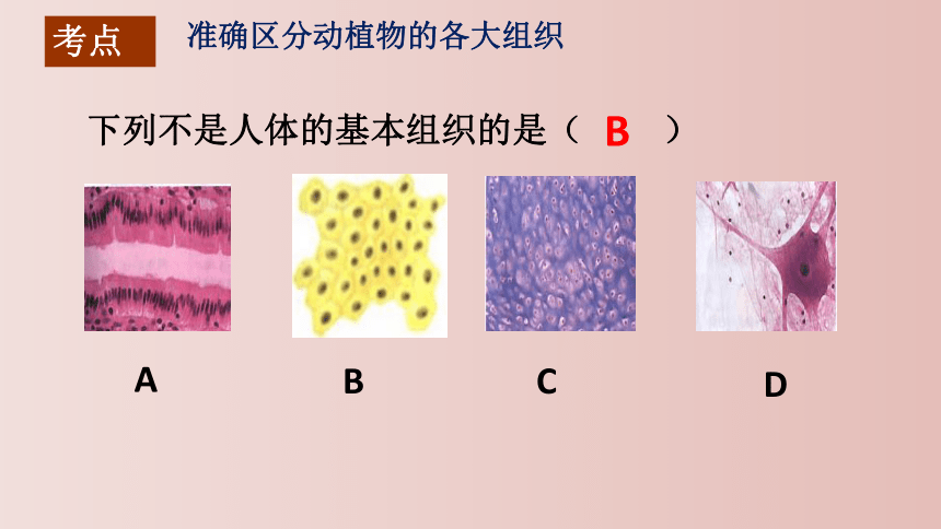 第二单元 生物体的结构层次 复习课件(共26张PPT) 2021--2022学年人教版生物七年级上册