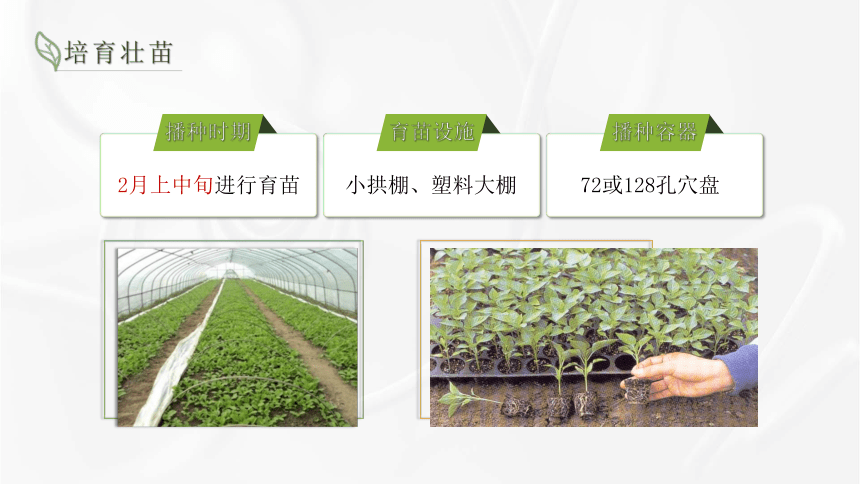 5.3露地春辣椒栽培技术 课件(共16张PPT)-《蔬菜生产技术》同步教学（湖南科技出版社）