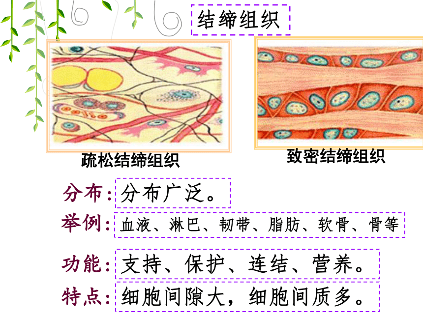 2.4.1 细胞分化形成组织课件（共22张ppt）2022--2023学年北师大版生物七年级上册