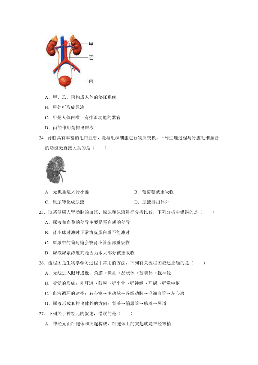 河北省武安市2020-2021学年七年级下学期期末考试生物试卷（word 解析版）