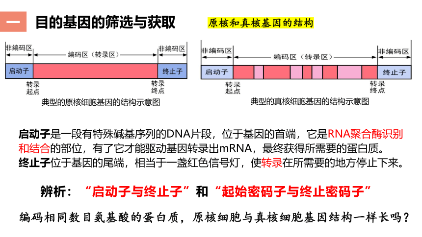 3.2.1基因工程的基本操作程序(课件共22张PPT)