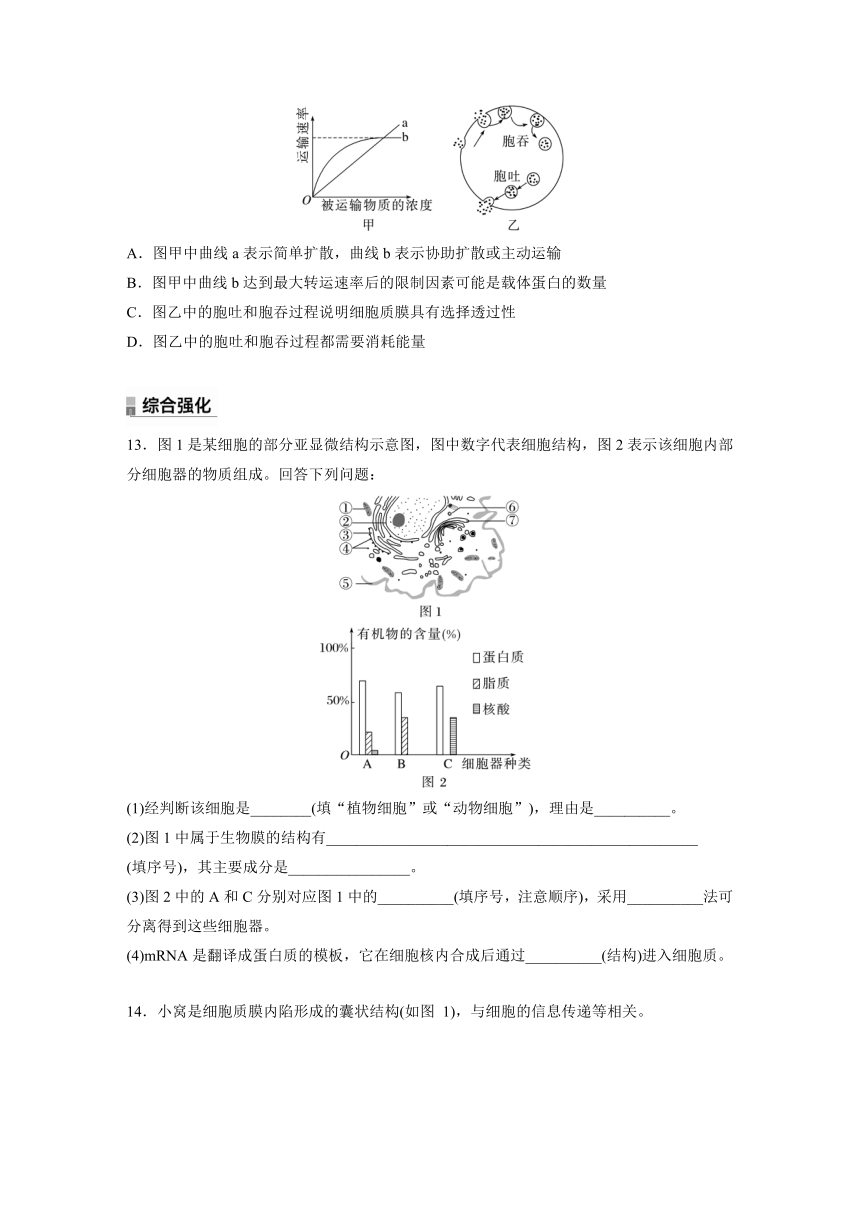 2022-2023学年苏教版2019高中生物必修1 第二章　细胞的结构和生命活动  重点突破练(二)（word版含解析）