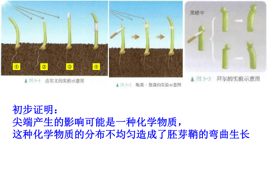 5.1 植物生长素课件 (共27张PPT)-人教版（2019）选择性必修1