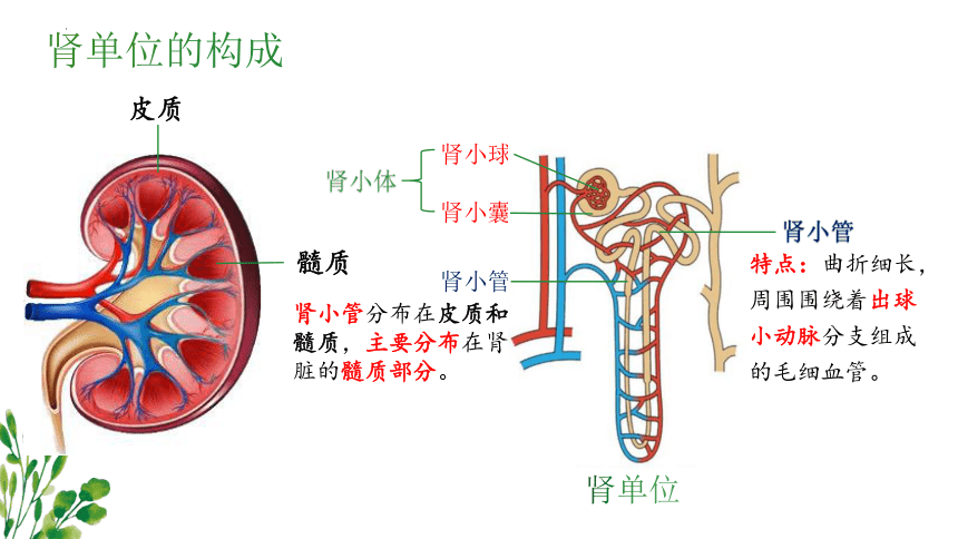 4.11.2  尿的形成和排出  课件-北师大版生物七年级下册(共25张PPT)